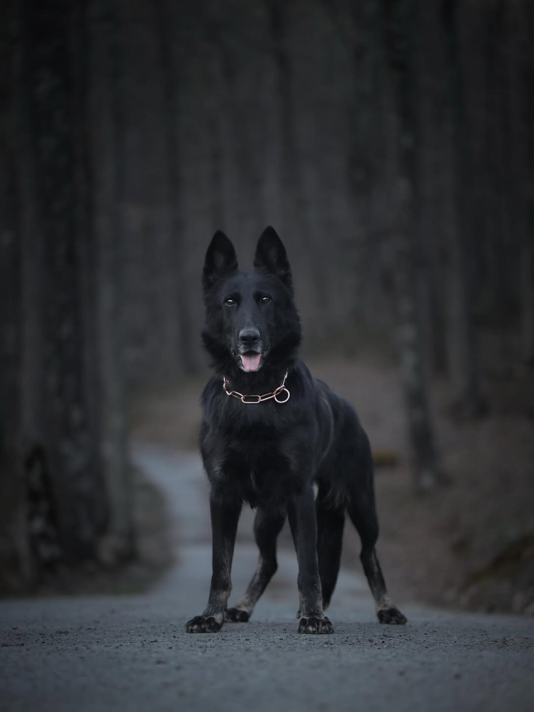 Vom Haus Highlands German Shepherd